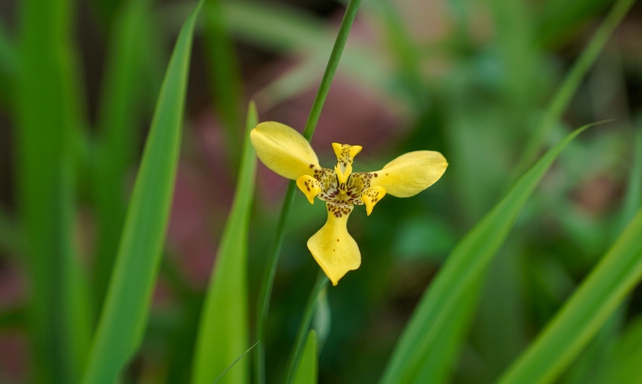 Foto Galeri Biodiversitas